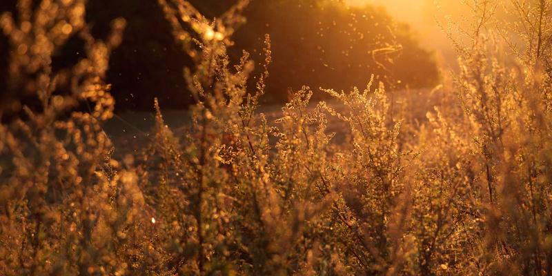 出海并购避雷指南：三大法律尽职调查重点与风险规避策略